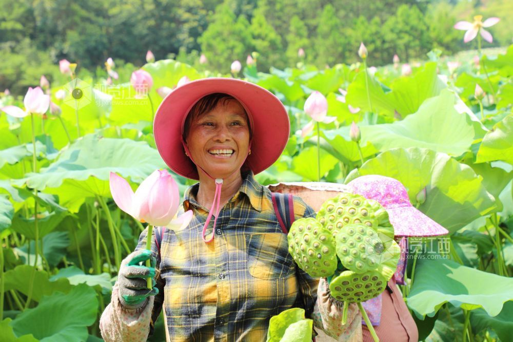 7月30日，江西省吉安市泰和县冠朝镇宏冈村生态莲子种植基地，农民正在采摘莲蓬。