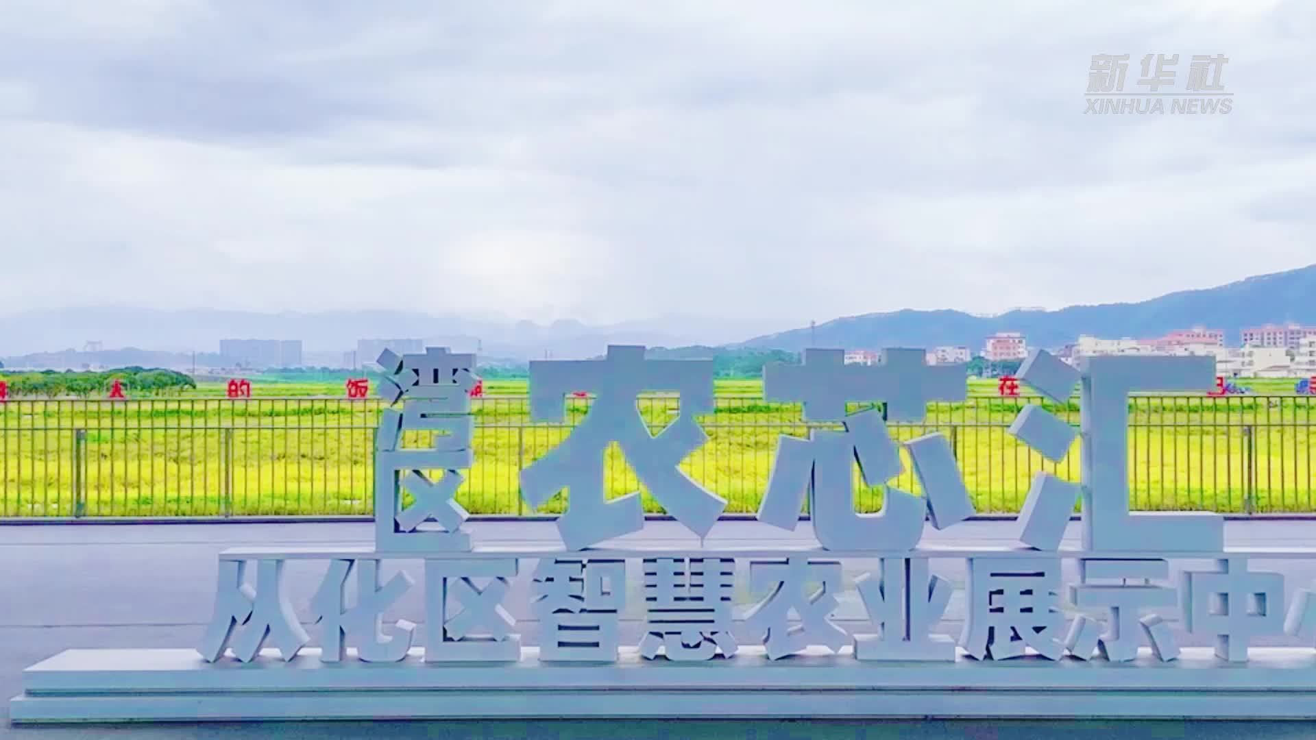 广州从化：智慧农业促管理 万亩良田迎丰收