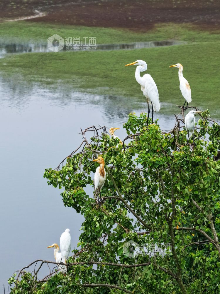 2025年7月29日，江西省吉安市吉水县水南镇莲蓬岭村，成群结队的白鹭悠然栖息于村畔山林湿地间，或优雅筑巢，或悉心育雏，好一幅夏日生态画卷。