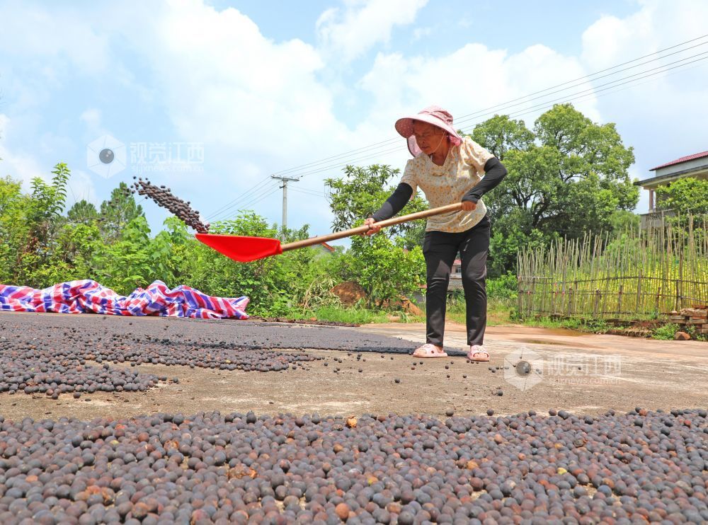 7月30日，江西省吉安市泰和县冠朝镇宏冈村生态莲子种植基地，农民正在晾晒莲子。