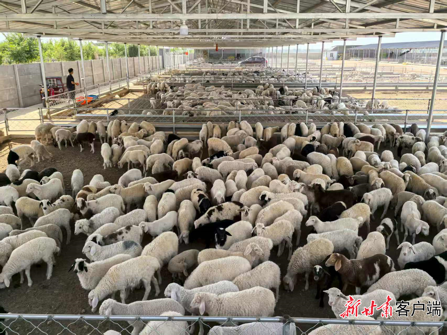 高台县50万只优质肉羊育肥基地