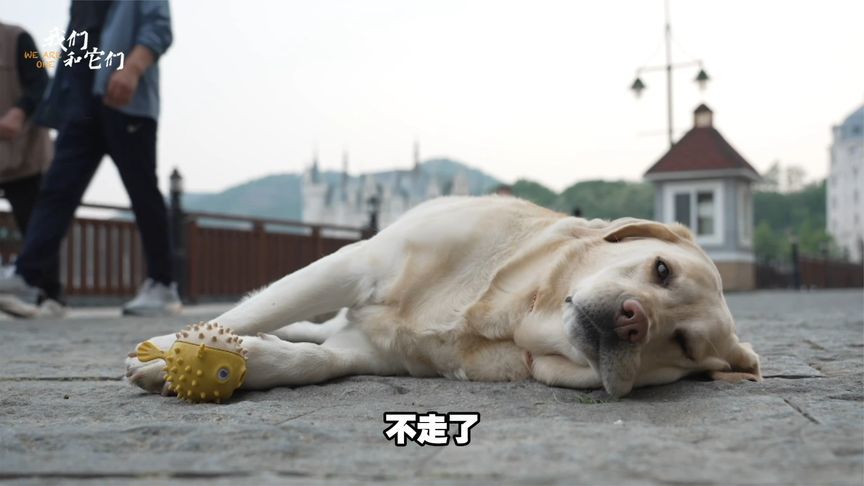 80斤拉布拉多减肥拉锯战，一提出门就卧倒抗议，靠可爱蹭吃蹭喝