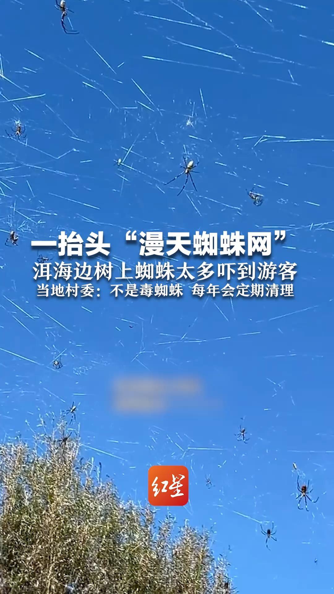 一抬头“漫天蜘蛛网”洱海边树上蜘蛛太多吓到游客 当地村委：不是毒蜘蛛不会主动靠近人 每年会定期清理