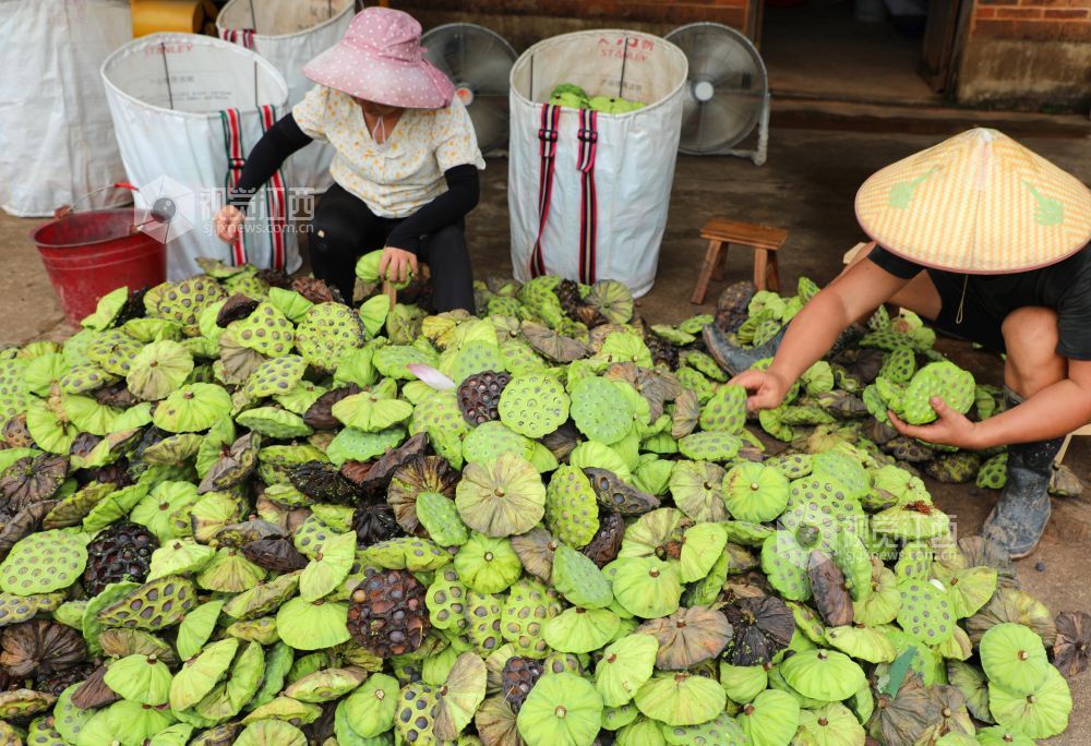7月30日，江西省吉安市泰和县冠朝镇宏冈村生态莲子种植基地，农民正在分拣采摘的莲蓬。