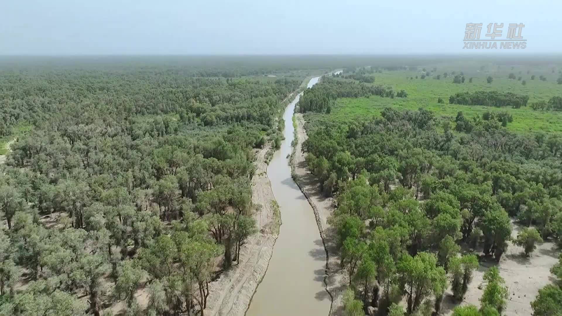 新疆巴州：引洪灌溉润泽塔里木河两岸胡杨