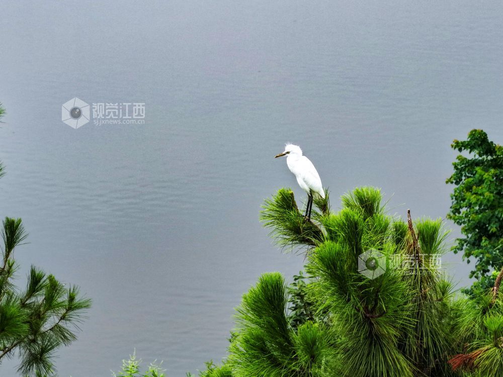 2025年7月29日，江西省吉安市吉水县水南镇莲蓬岭村，成群结队的白鹭悠然栖息于村畔山林湿地间，或优雅筑巢，或悉心育雏，好一幅夏日生态画卷。