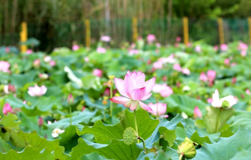 位于江西九江市彭泽县黄岭乡凤凰颈景区荷花园,上百亩的荷花竞相开放、争奇斗艳,在翠绿的荷叶映衬下,构成一幅绝美的夏日画卷。(彭琴 摄)