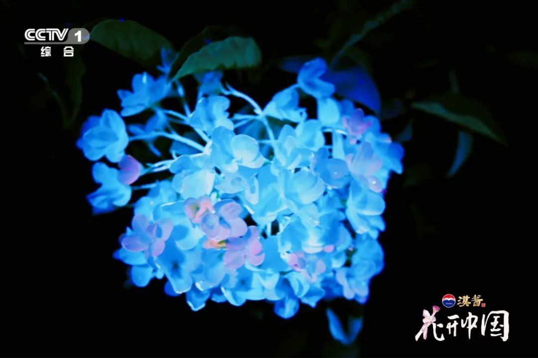 《花开中国》开播，跟着撒贝宁水哥刘诗诗探访家庭小花园