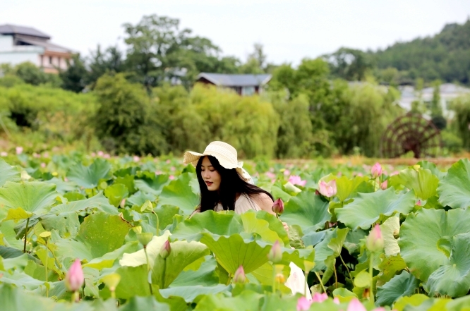 荷花吸引了游客前来拍照打卡。(彭琴 摄)
