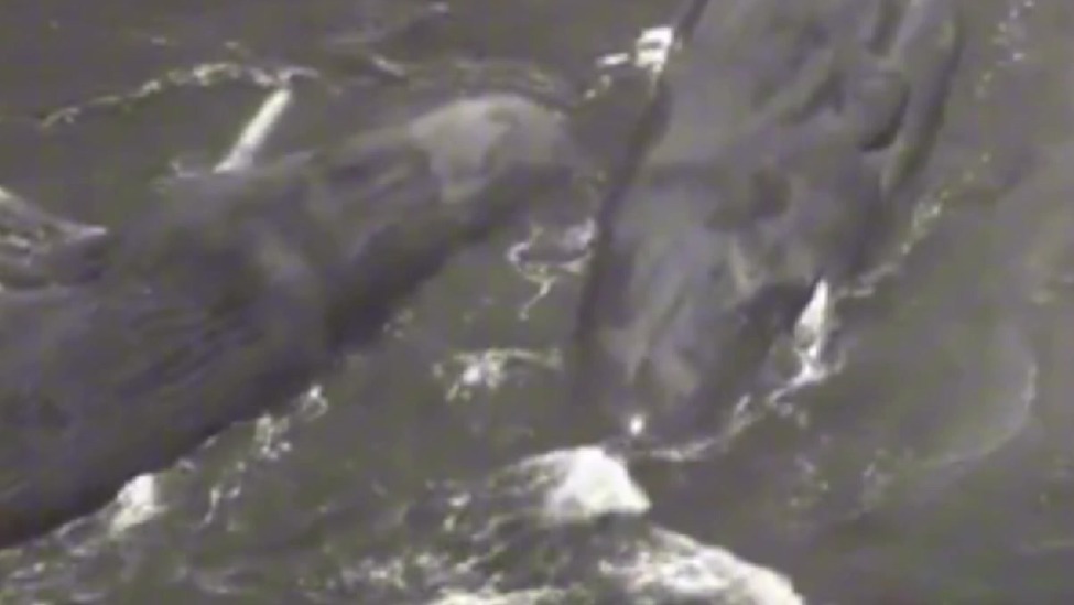 强震发生数小时后，至少4头鲸鱼被冲上日本海岸