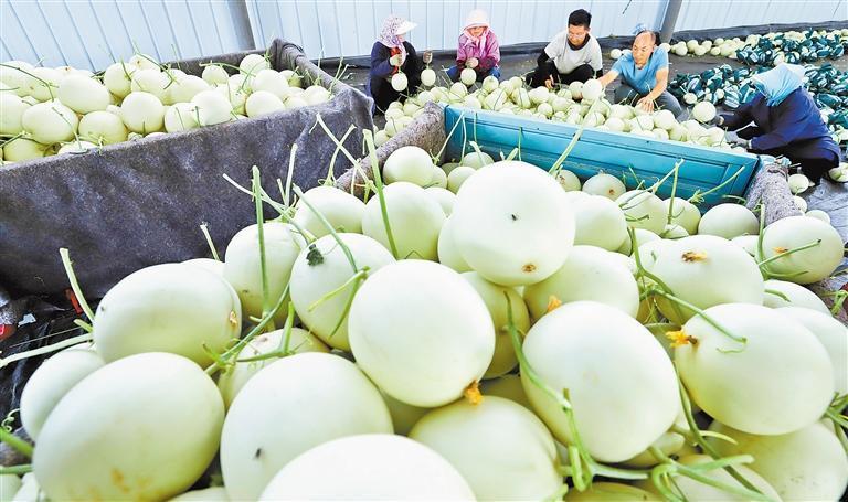 高台县南华镇成号村的千亩蜜瓜产业园内，瓜农分拣蜜瓜。新甘肃·甘肃日报通讯员　王将