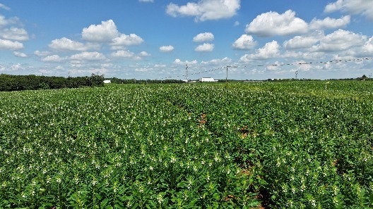 南昌进贤:芝麻开花节节高