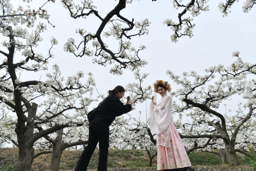 梨花节期间,游客在万里镇尹家庄村梨园拍照(资料图片)。苑立伟 摄