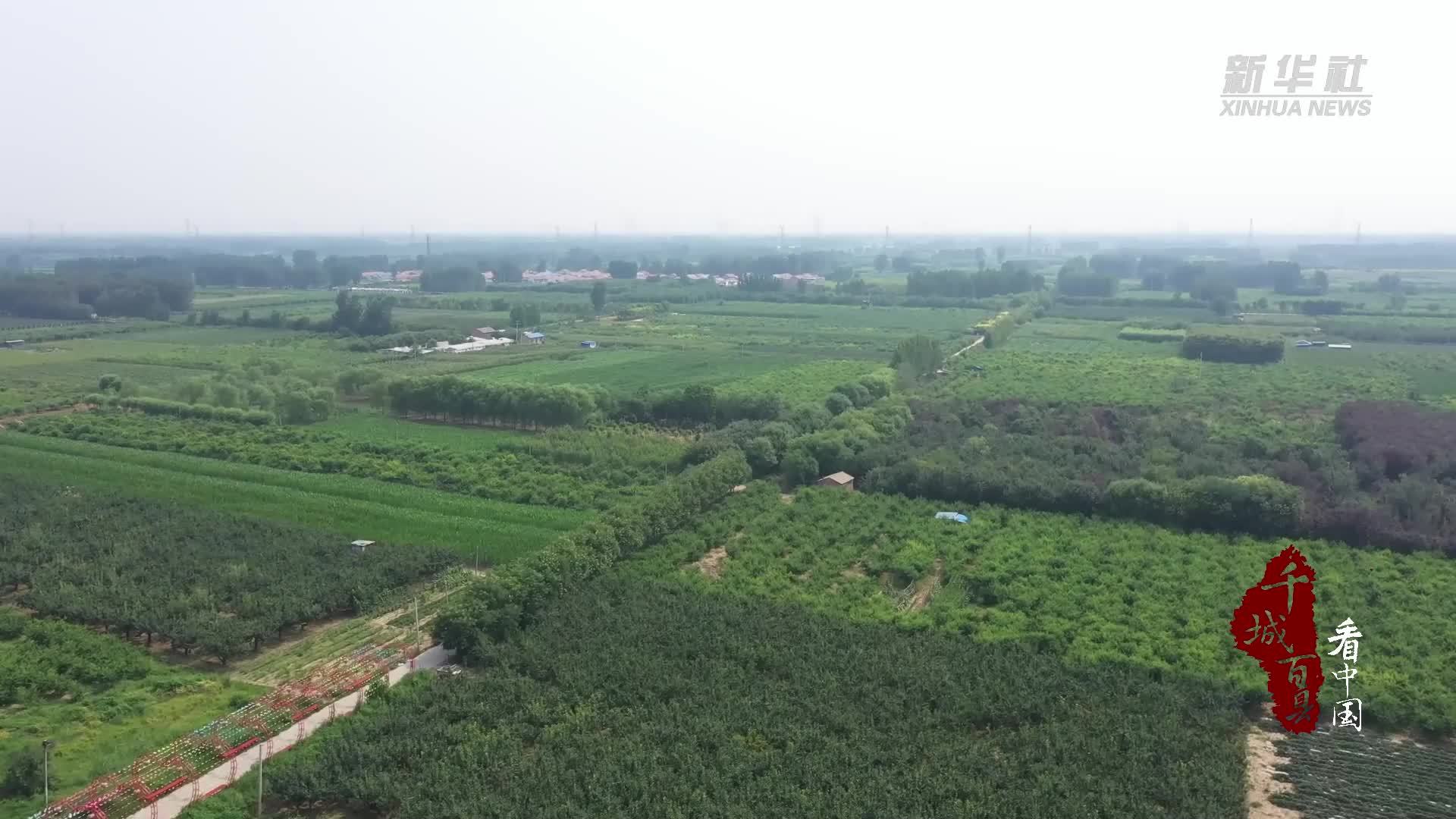 千城百县看中国｜河北廊坊：鲜桃飘香 铺就乡村“致富路”