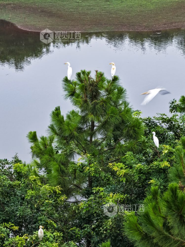 2025年7月29日，江西省吉安市吉水县水南镇莲蓬岭村，成群结队的白鹭悠然栖息于村畔山林湿地间，或优雅筑巢，或悉心育雏，好一幅夏日生态画卷。