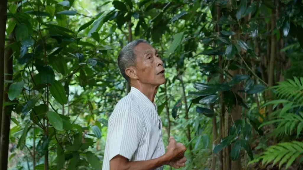 罗家接骨秘方里的“过山香”来自哪？跟随采药人深入山林，寻找珍贵药源