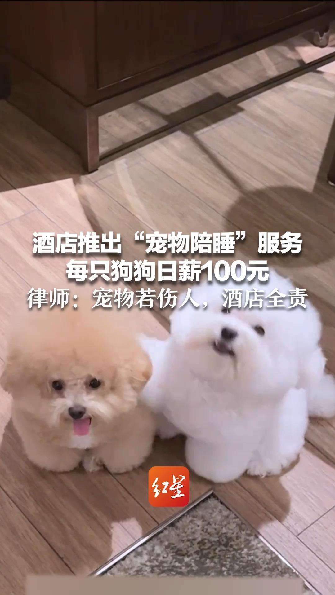 酒店推出“宠物陪睡”服务，每只狗狗日薪100元，酒店总经理称周末档期紧张 律师：宠物若伤人，酒店全责