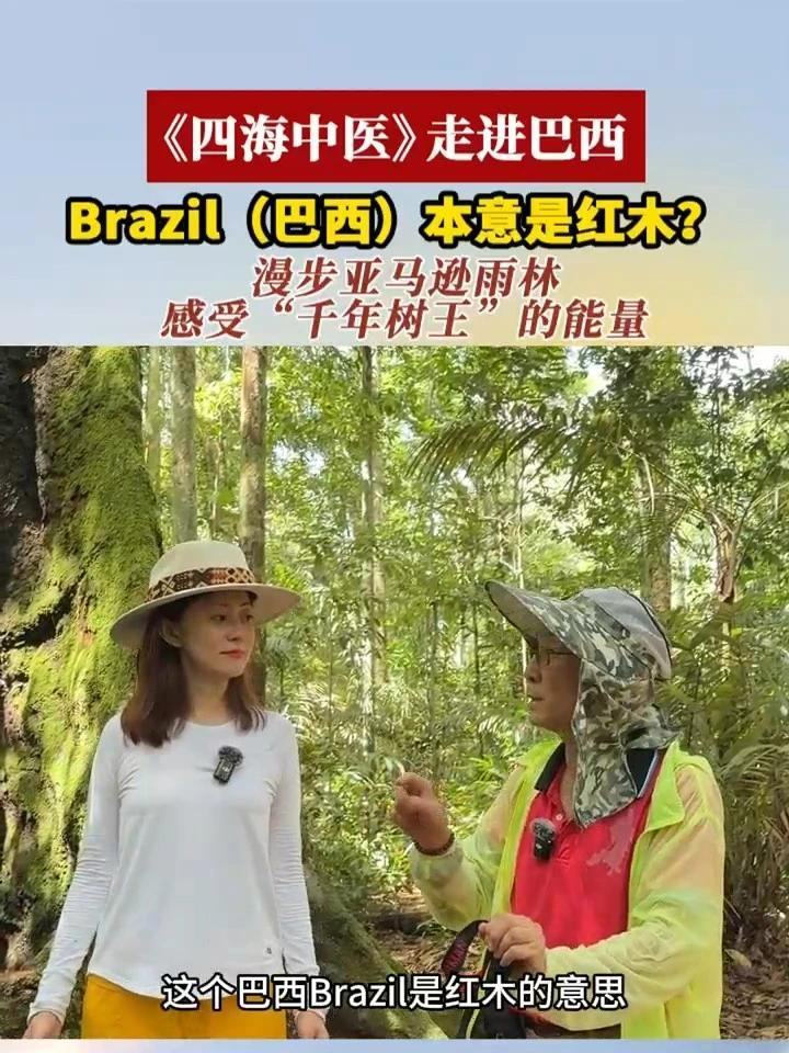#四海中医走进巴西  Brazil（巴西）本意是红木？漫步亚马逊雨林，感受“千年树王”的能量#四海中医