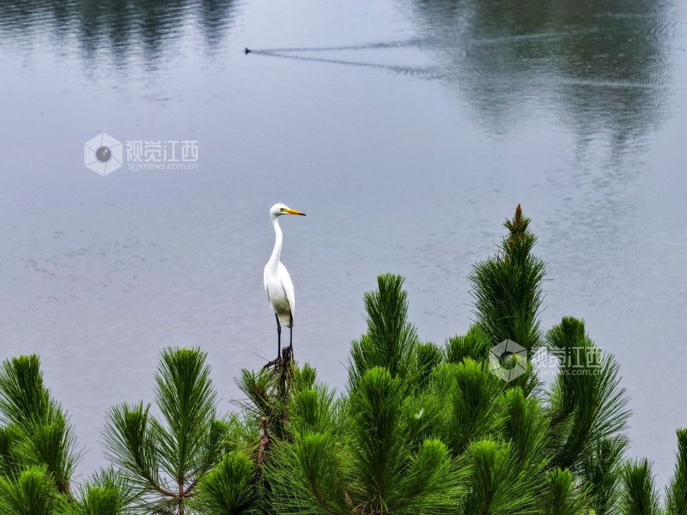 2025年7月29日，江西省吉安市吉水县水南镇莲蓬岭村，成群结队的白鹭悠然栖息于村畔山林湿地间，或优雅筑巢，或悉心育雏，好一幅夏日生态画卷。