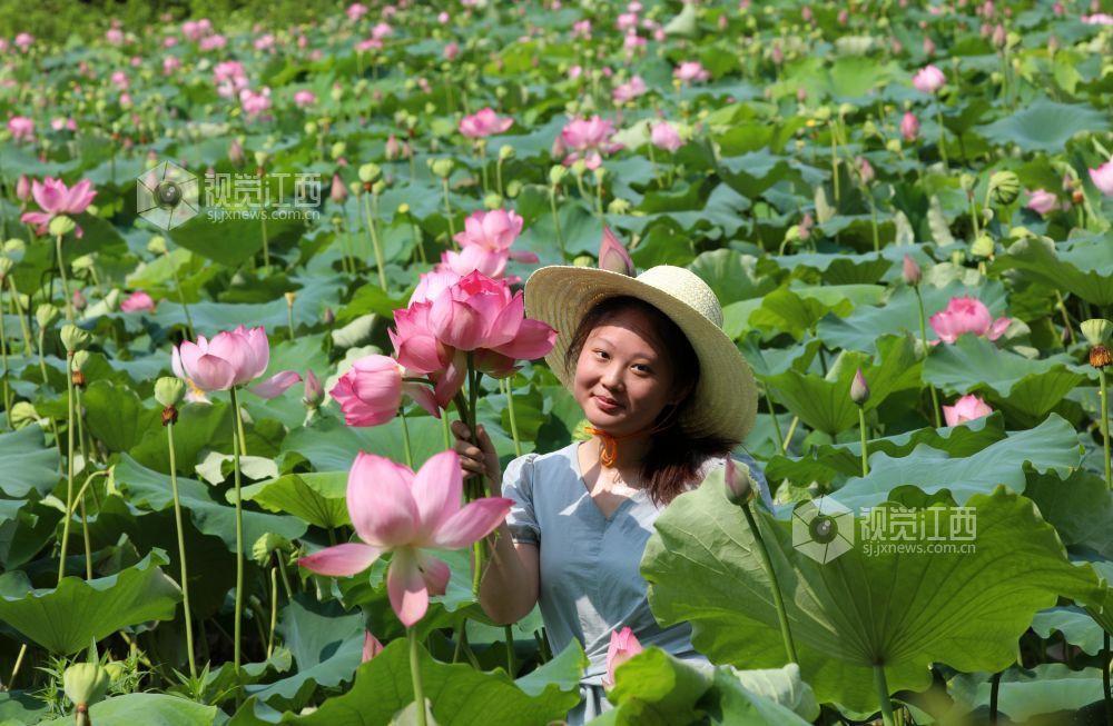 7月30日，江西省吉安市泰和县冠朝镇宏冈村生态莲子种植基地，农民正在采摘荷花。