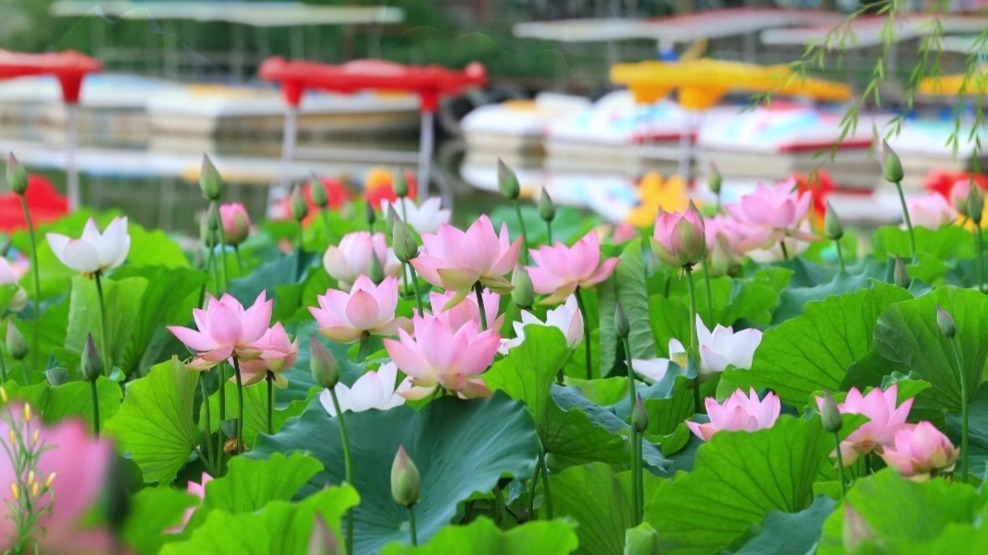 美在当“夏”　西汉酒泉胜迹“荷”你有约