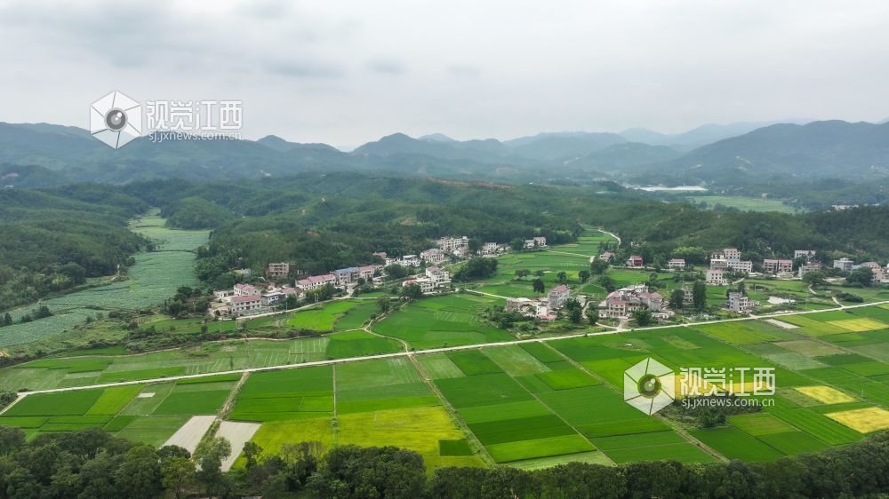 近日,在江西省吉安市万安县弹前乡店头村,一眼可见成片的荷塘,朵朵成熟的莲蓬高低错落,空气中弥漫着淡淡的荷花香与清甜的莲蓬香,莲农们正穿梭于荷叶丛中,她们娴熟地采摘一颗颗饱满的莲蓬,脸上露出丰收的喜悦。