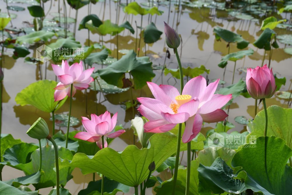 夏荷。图源：视觉江西