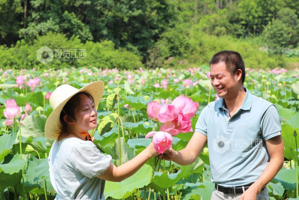7月30日，江西省吉安市泰和县冠朝镇宏冈村生态莲子种植基地，农民正在采摘荷花。