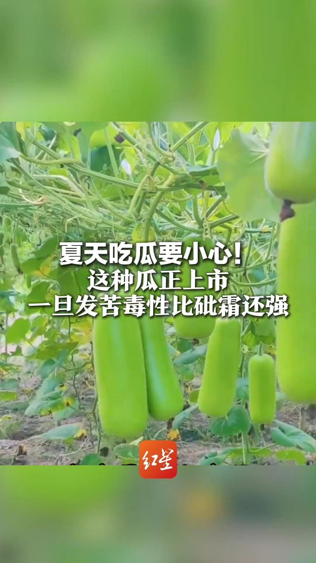 夏天吃瓜要小心！这种瓜正上市，一旦发苦毒性比砒霜还强 瓜类有苦味可能是“有毒”，苦瓜除外