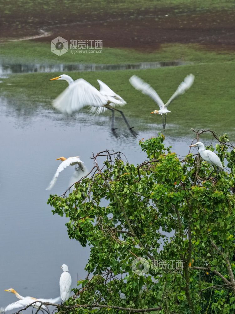 2025年7月29日，江西省吉安市吉水县水南镇莲蓬岭村，成群结队的白鹭悠然栖息于村畔山林湿地间，或优雅筑巢，或悉心育雏，好一幅夏日生态画卷。