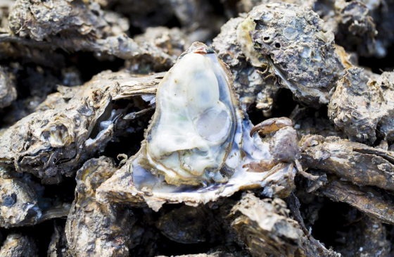 “好客山东・美食争霸赛”16市口号Battle,这届美食战队都是段子手!