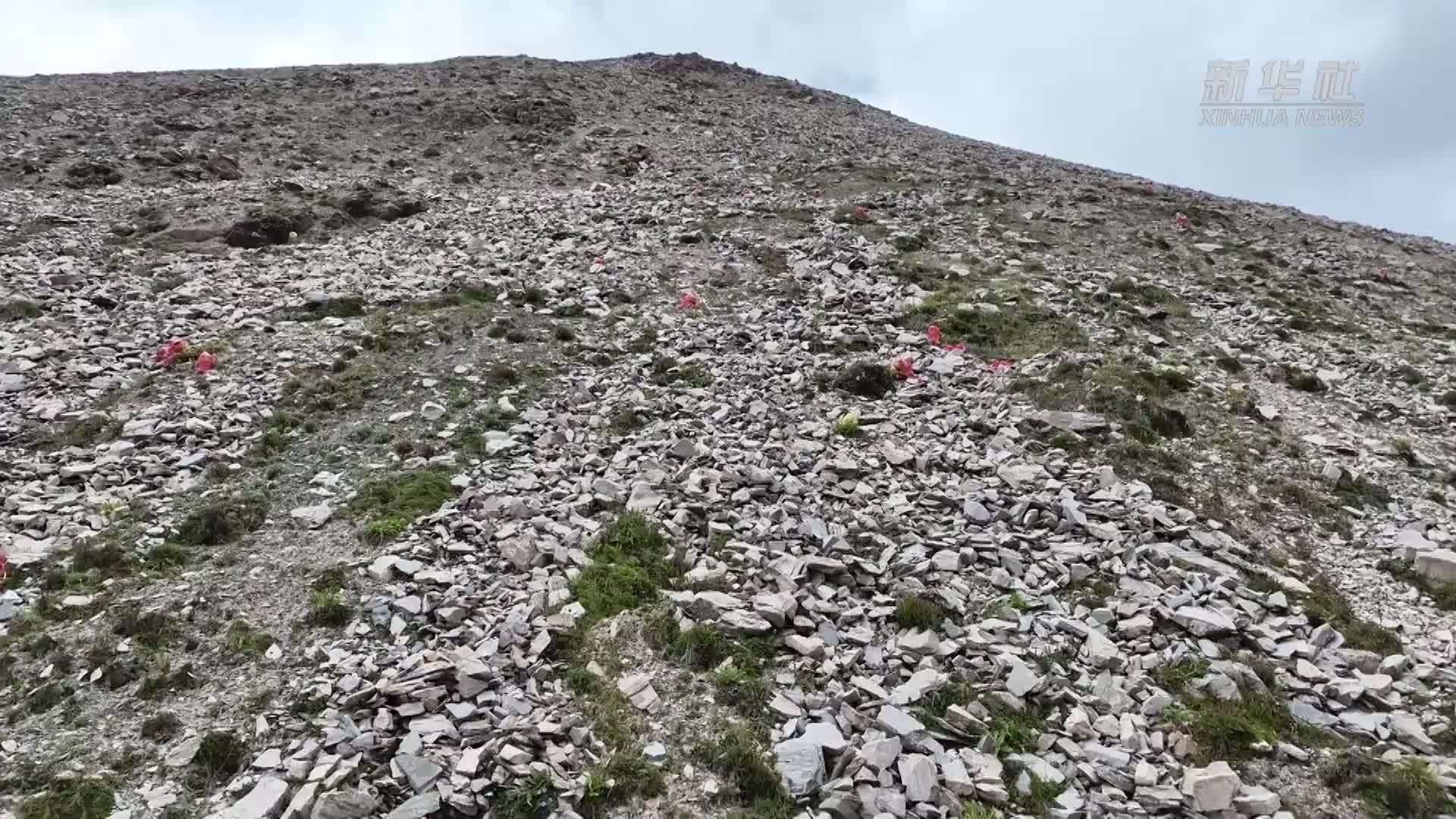 新疆天山雪莲花开