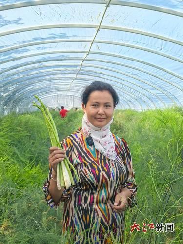 村民一大早到大棚里采摘芦笋