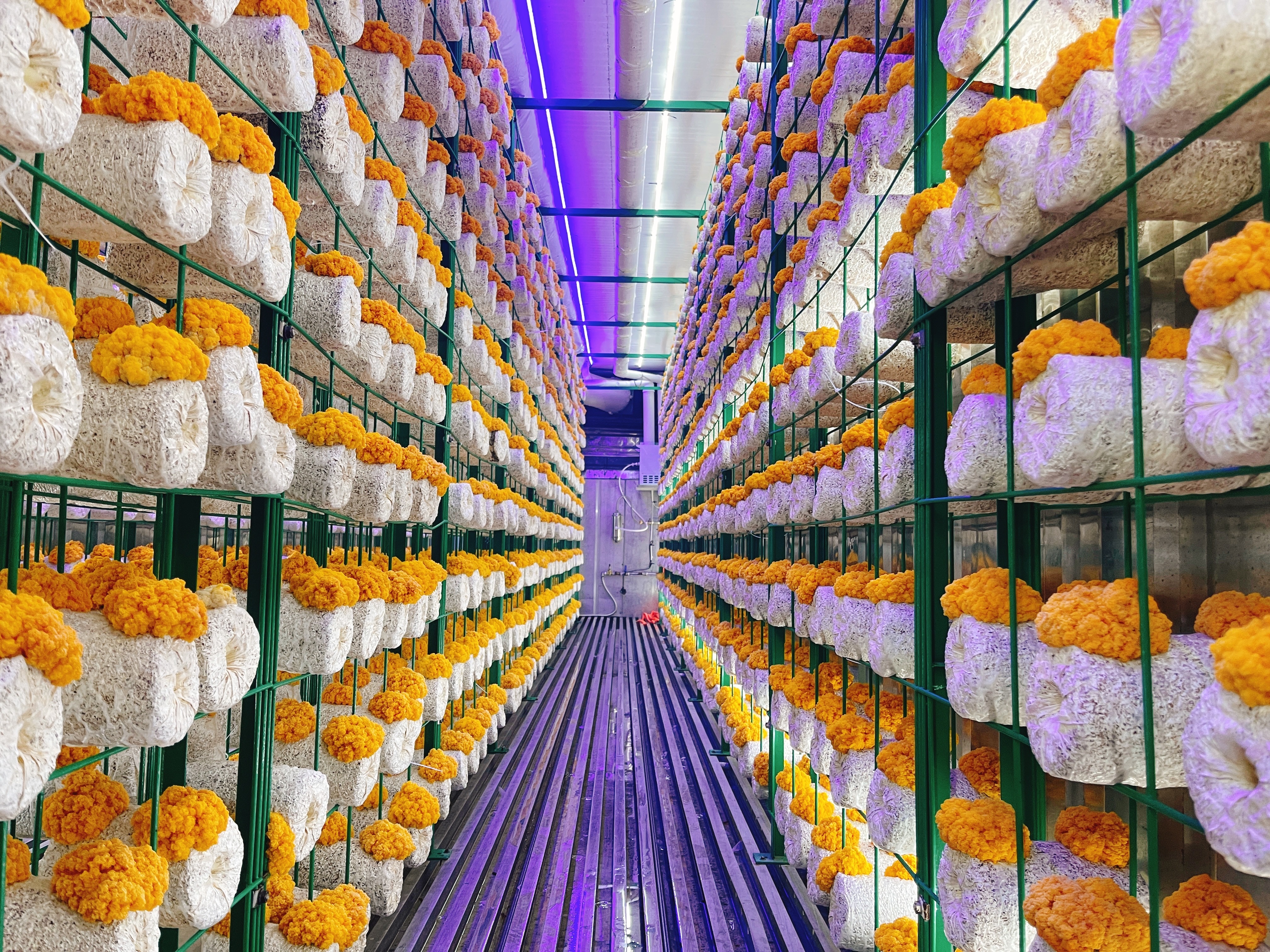 河南鲁山:菌菇飘香蜂蜜甜 和美宜居合庄村