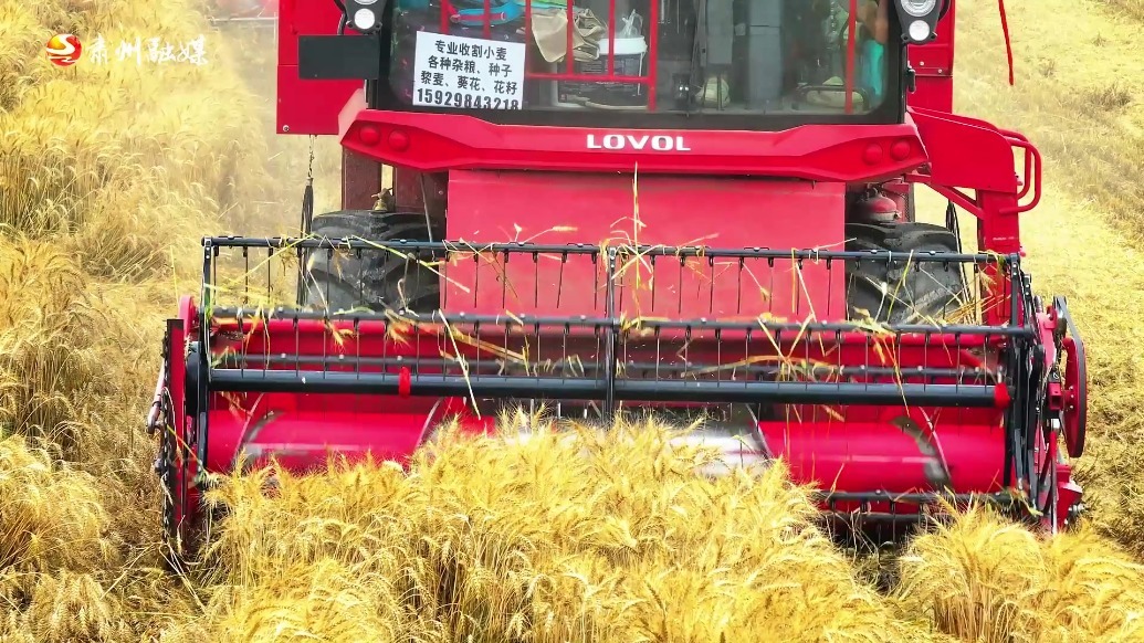 风吹麦浪颗粒归仓　肃州“粮”辰美景饱和度拉满