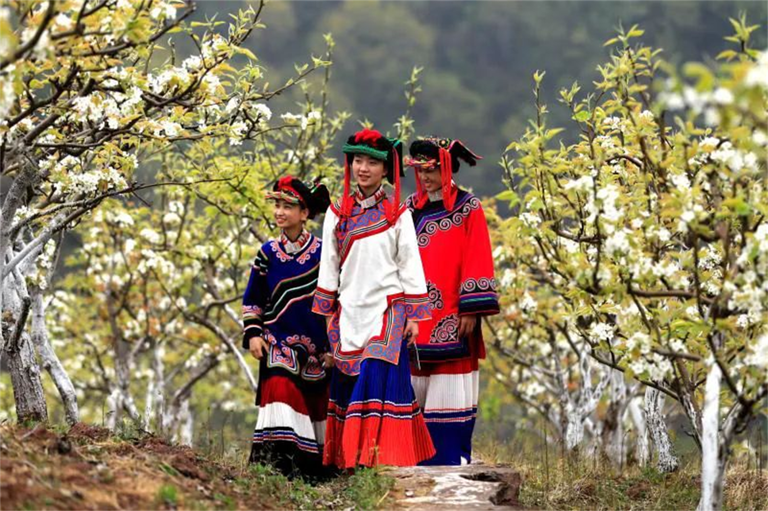 春天的瓦姑录梨花盛开