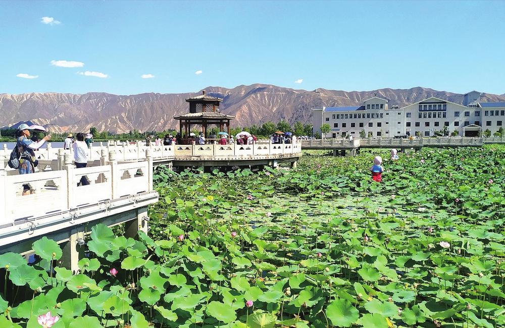 白银湿地公园荷花盛开,成为市民游客夏日赏景的好去处。