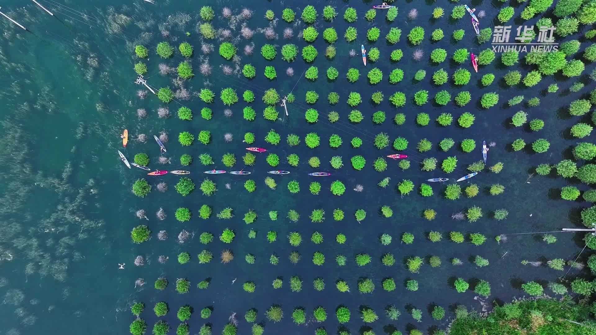 浙江长兴：水杉秘境邂逅灵动光影