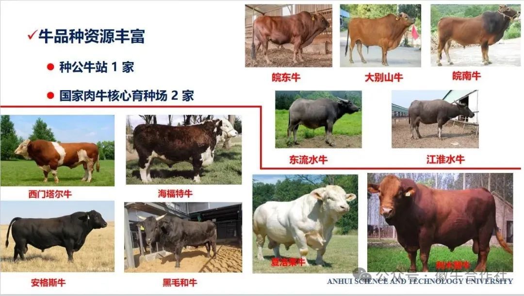 华金玲：2024年安徽省肉牛饲养量175.5万头，发展态势良好