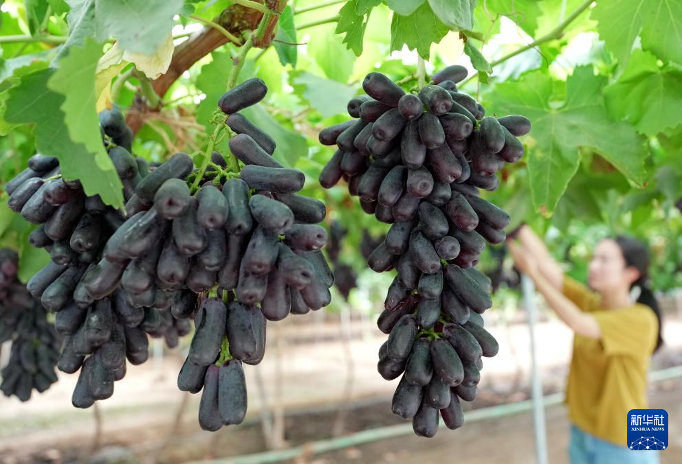 8月8日,游客在河北省昌黎县十里铺乡耿庄村蓝阔庄园采摘葡萄。
