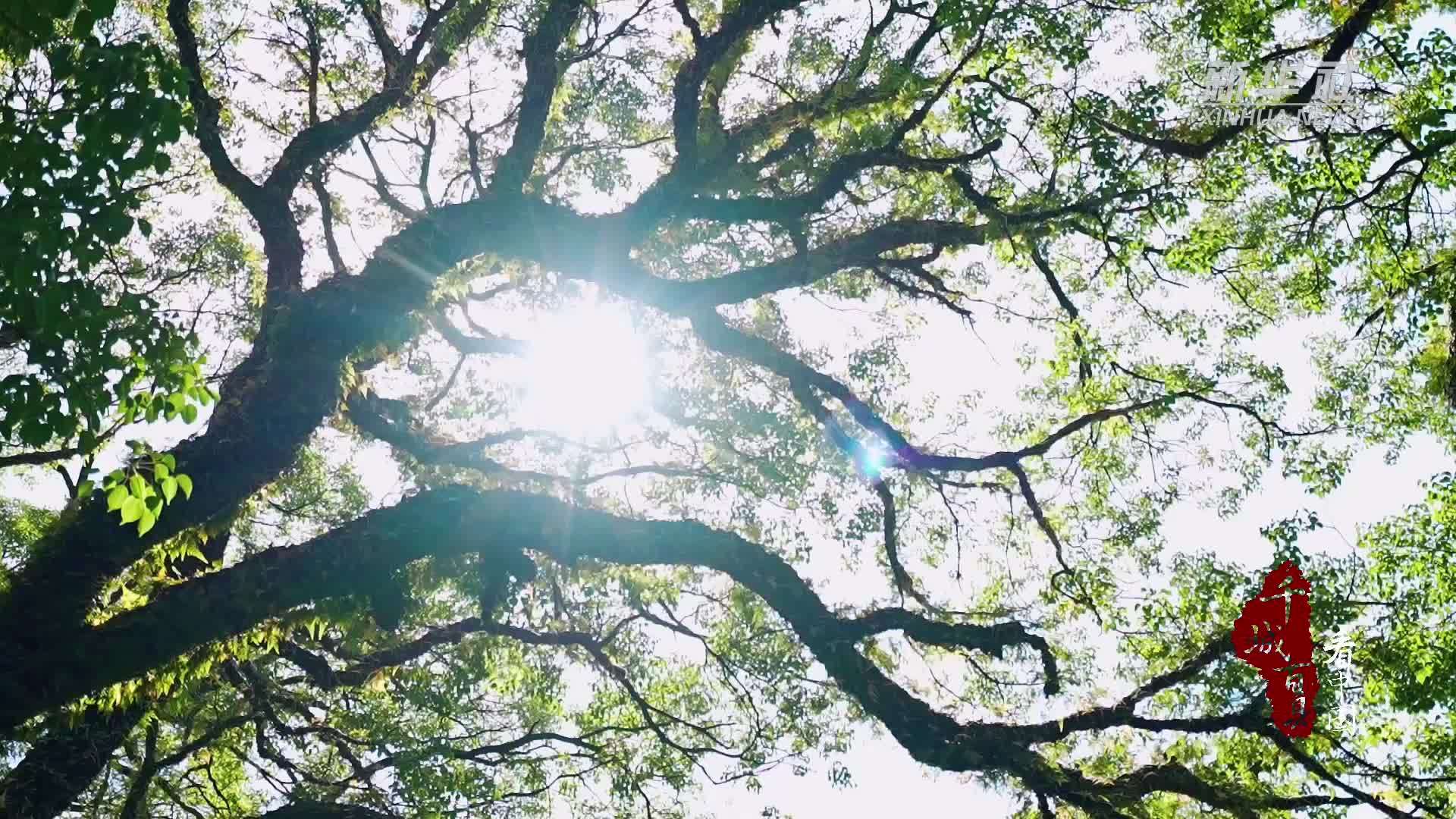 千城百县看中国丨福建福州：绿染榕城画中行