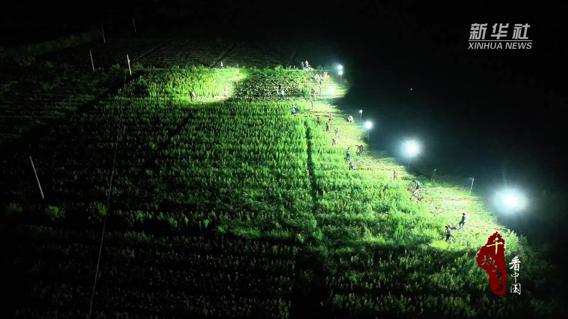 千城百县看中国丨湖南隆回：龙牙百合“挑灯”采收忙