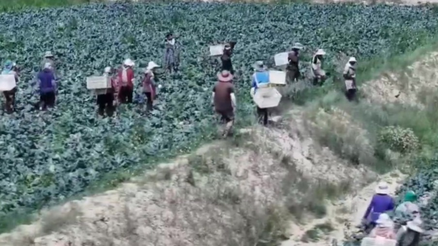 甘肃：盛夏采收忙　“鲜”闯各地市场