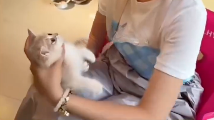 女子自称“心情不好”，在猫咖店虐猫致4只猫死伤，店主：已报警，死磕到底