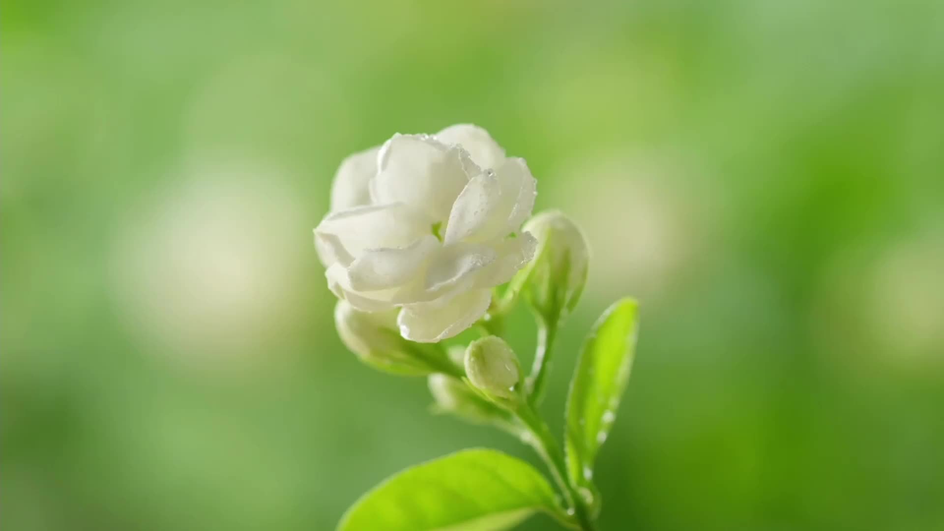 千城百县看中国｜福建福州：古法制茉莉花膏留住清香