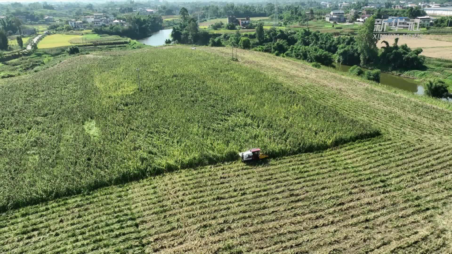四川泸县：高粱“订单式托管”助农增收