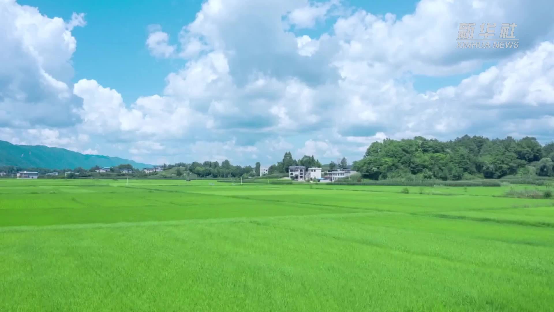 云南：利用天敌昆虫 守护农业绿色发展