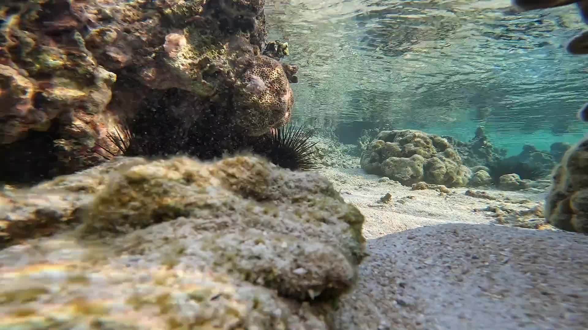 巴厘岛退大潮赶海，遇大海胆泛滥，做成美食后惊吓全场