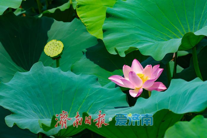 满湖荷花映华山 夏日风光惹人醉