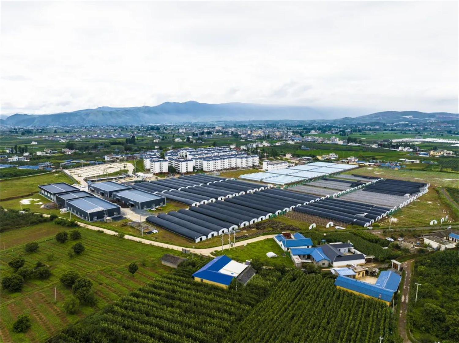 盐源县苹果渣生物饲料一加工企业 曹正林/摄